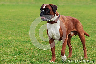 Dog breed Boxer Stock Photo