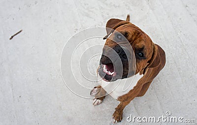 Dog breed boxer top view sits on the asphalt Stock Photo