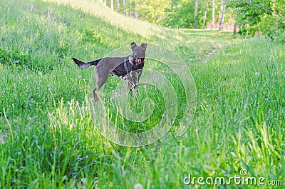 A dog without breed with brown wool walks through the meadow Stock Photo