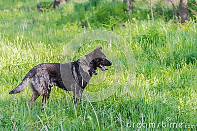 A dog without breed with brown wool walks through the meadow Stock Photo