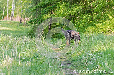 A dog without breed with brown wool walks through the meadow Stock Photo