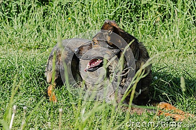 A dog without breed with brown wool walks through the meadow Stock Photo