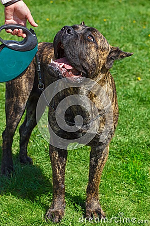 Dog breed Cane Corso Brindle standing Stock Photo