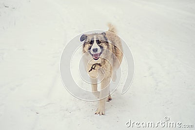 German Shepherd Dog running with stick in mouth down snow covered trail in woods Stock Photo