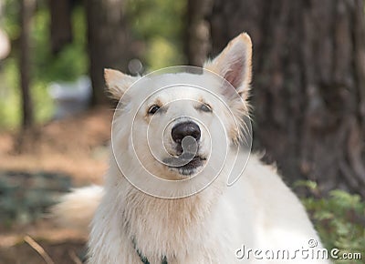 Dog breed Chien berger blanc suisse in summer forest the dog howls and barks Stock Photo