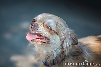 Dog breed chihuahua brown in color during the day for a walk Stock Photo