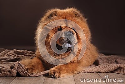 Dog breed chow chow Stock Photo
