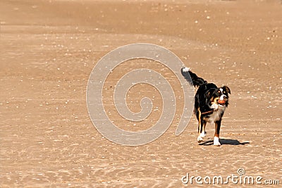 Dog breed Collie Stock Photo