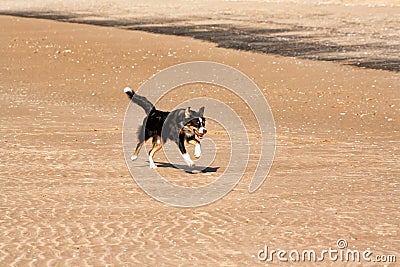 Dog breed Collie Stock Photo