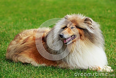 Dog breed Collie Stock Photo