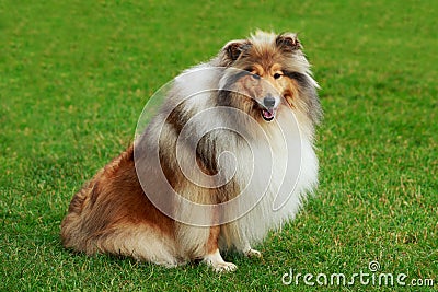 Dog breed Collie Stock Photo