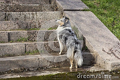 Dog breed collie is standing on the stairs, looking up Stock Photo