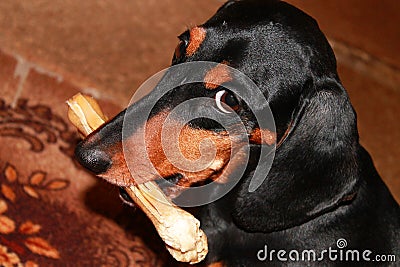 Dog Dachshund with a toy bone in his mouth Stock Photo