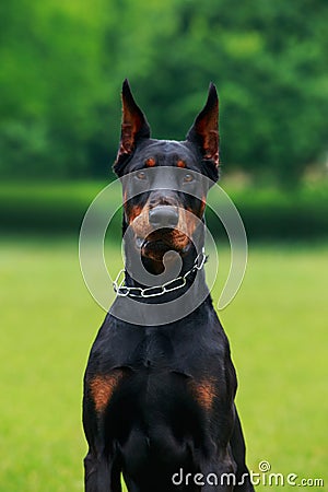 Dog breed Doberman Pinscher Stock Photo