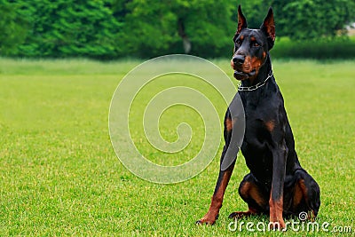 Dog breed Doberman Pinscher Stock Photo