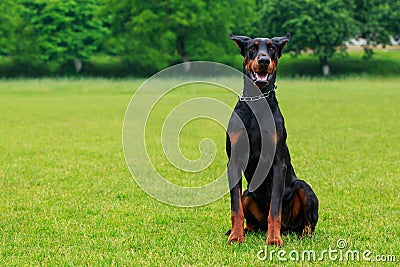 Dog breed Doberman Pinscher Stock Photo