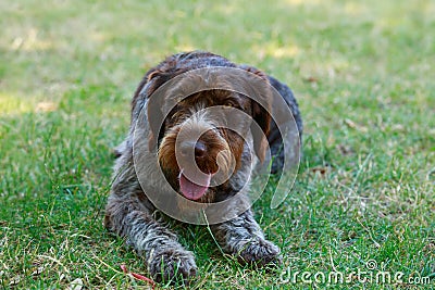 Dog breed Drahthaar Stock Photo