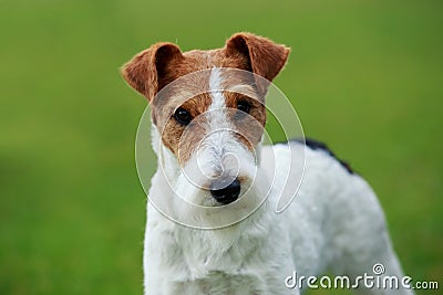 Dog breed Fox terrier Stock Photo