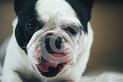 Dog Breed French Bulldog Stock Photo