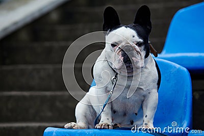 Dog breed French Bulldog Stock Photo