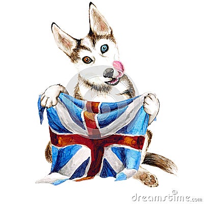 A dog breed Husky holds in his paws the flag of Great Britain. Isolated on white background. Puppy illustration. Stock Photo