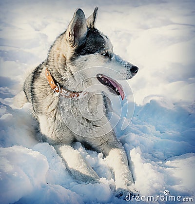 Dog breed Husky Stock Photo