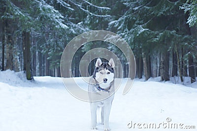 A dog breed Husky stands on the snow in the woods in winter and looks into the camera Stock Photo