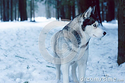 A dog breed Husky stands in the woods in winter and looks away Stock Photo