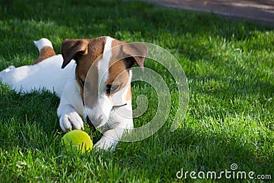 Young dog lies on the grass and playing with tennis ball Stock Photo