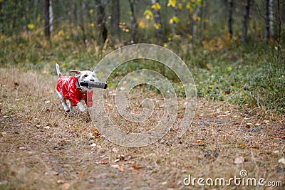 Dog breed Jack Russell Terrier in a red raincoat carries in his mouth a jumping ring toy in a green forest Stock Photo