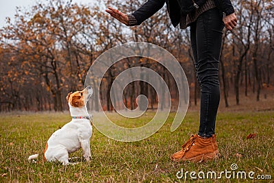 Dog breed Jack Russell Terrier sits near the legs of a man and executes his commands Stock Photo