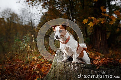 Dog breed Jack Russell Terrier Stock Photo
