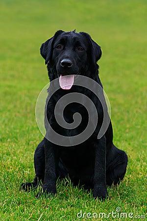 Dog breed Labrador Stock Photo