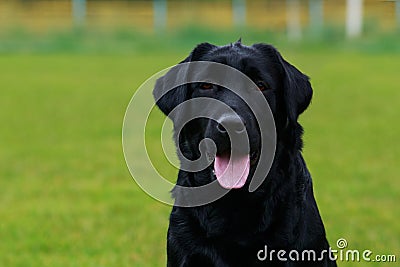 Dog breed Labrador Stock Photo