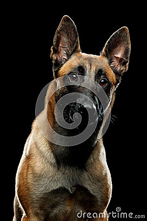Dog breed Malinois in the Studio Stock Photo