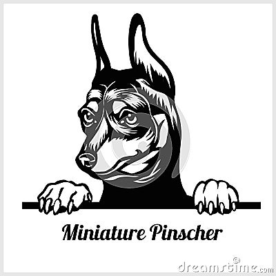 Dog breed miniature pinscher - peeking dog isolated on white Vector Illustration