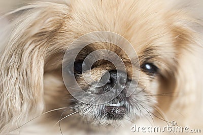 Dog breed Pekingese close-up muzzle Stock Photo