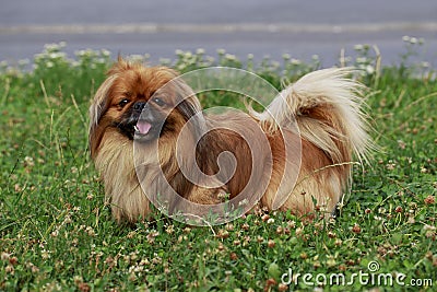 Dog breed Pekingese Stock Photo