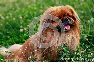 Dog breed Pekingese Stock Photo