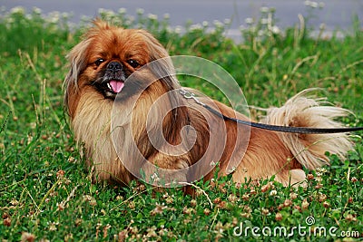 Dog breed Pekingese Stock Photo