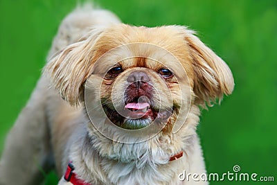 Dog breed pekingese Stock Photo