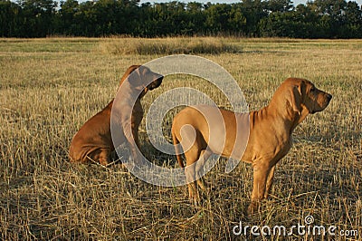 Dog breed Phil Brazilie on a walk on a summer day Stock Photo