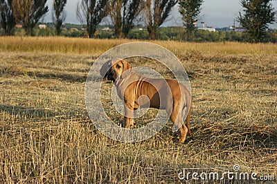 Dog breed Phil Brazilie on a walk on a summer day Stock Photo