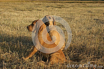 Dog breed Phil Brazilie on a walk on a summer day Stock Photo