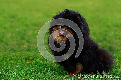 The dog breed pomeranian spitz Stock Photo
