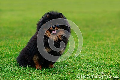 The dog breed pomeranian spitz Stock Photo