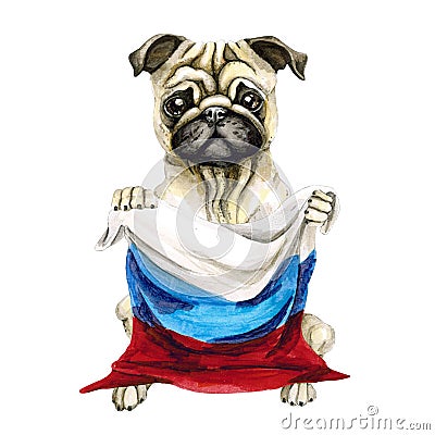 Dog breed pug holding a Russian flag. Isolated on white background. Politics. puppy Stock Photo