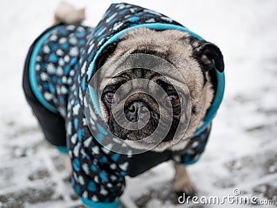 Dog breed pug in jacket. Lovely dog. Stock Photo