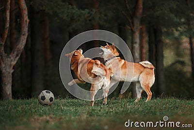 Dog breed red Japanese Shiba Stock Photo