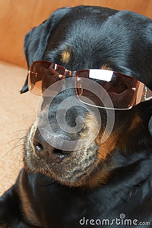 dog-breed-rottweiler-glasses-8798187.jpg